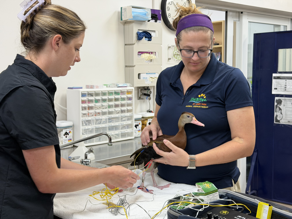 two zoo workers hold earl grey on a table who looks relaxed as the electroacupuncture needles are in their leg